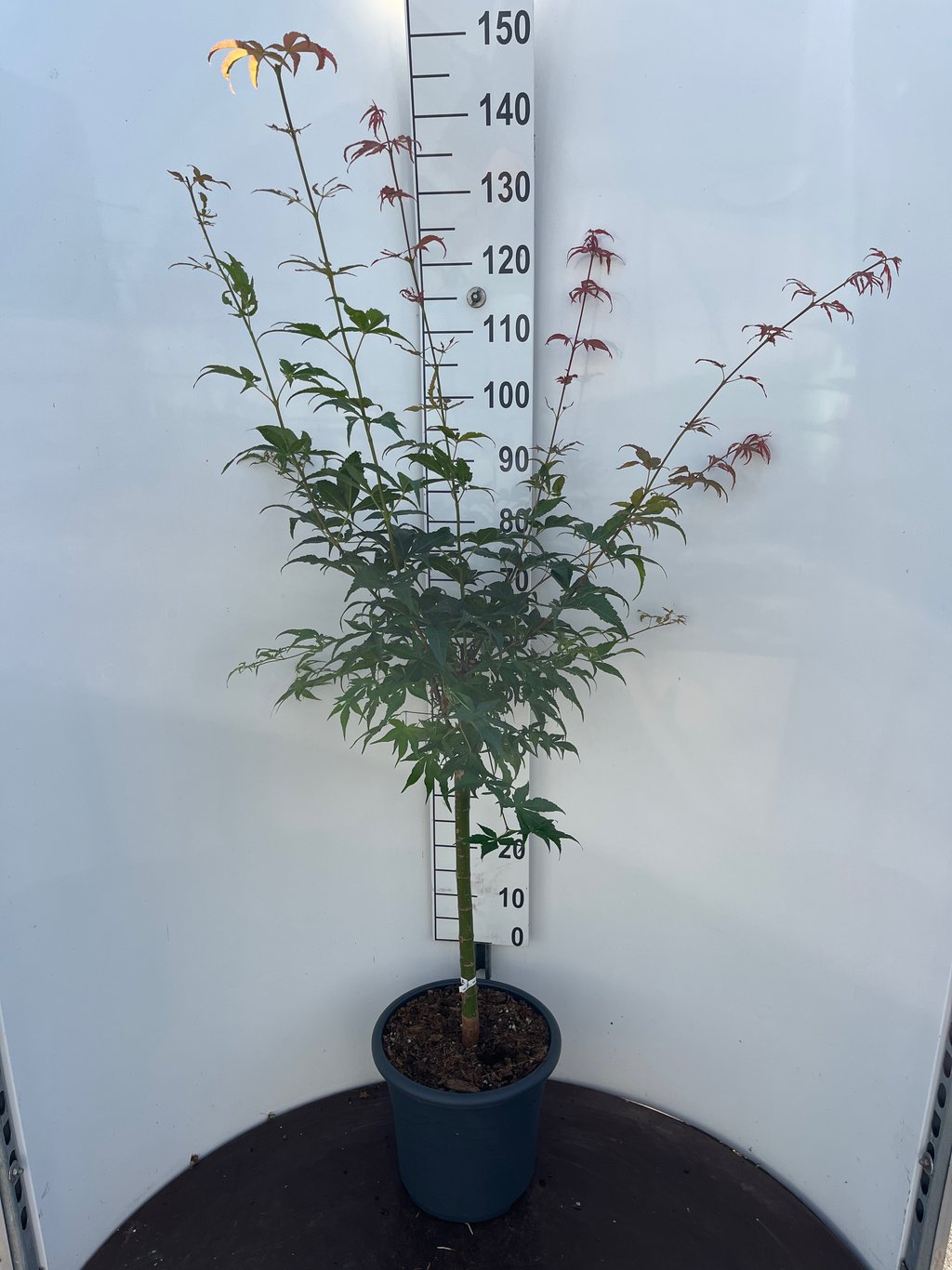 Acer pal. 'Ukigumo' - 50 CM Stem C15